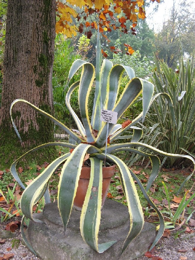 Agave americana / Agave